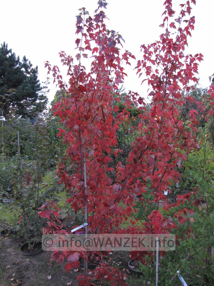 Acer rubrum Autumn Flame Herbstfaerbung 02.JPG